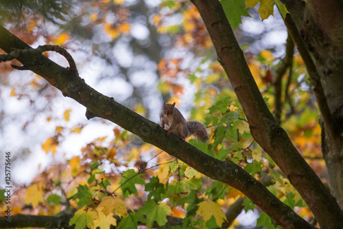 Ein Eichhörnchen sitzt auf einem Ast mit hebrstlichen farben © fotorath