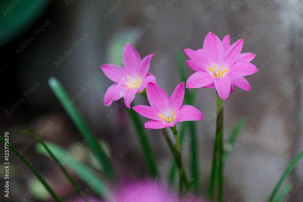 Beautiful rain lily flower. Zephyranthes Lily ,Fairy Lily, Littl Beautiful rain lily flower. Zephyranthes Lily ,Fairy Lily, Littl