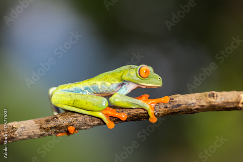 green frog with red eyes from Nicaragua. Agalychnis callidryas