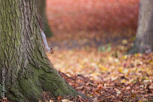 Ein Eichhörnchen krallt sich an einem Baum fest