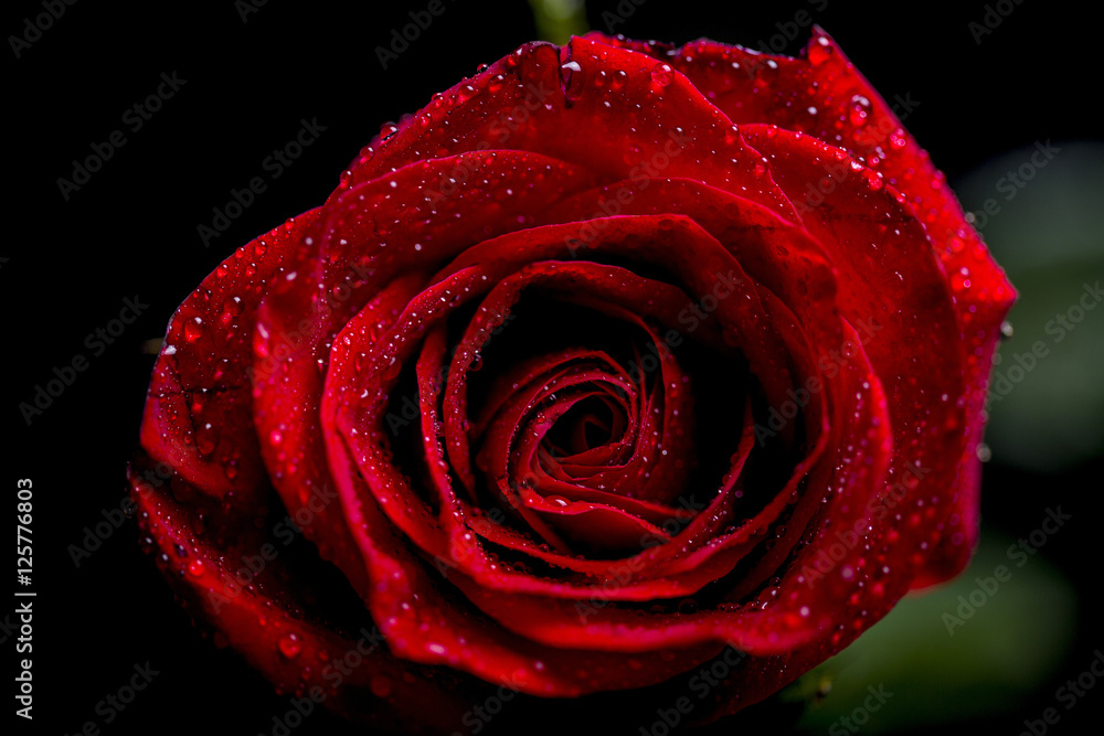 Red Rose on black base Red Rose on black base