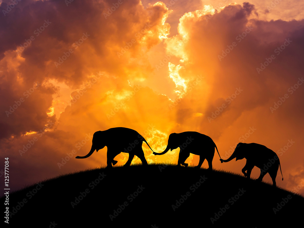 Fototapeta premium sylwetka słonie związek z tułowiem trzymają rodzinny ogon idący razem na zachód słońca