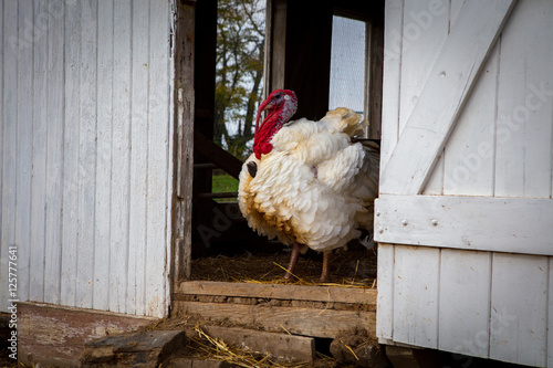 heritage turkey breed