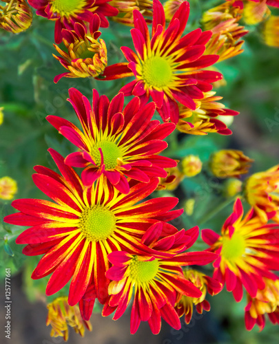 Colorful Chrysanthemum. © Adul