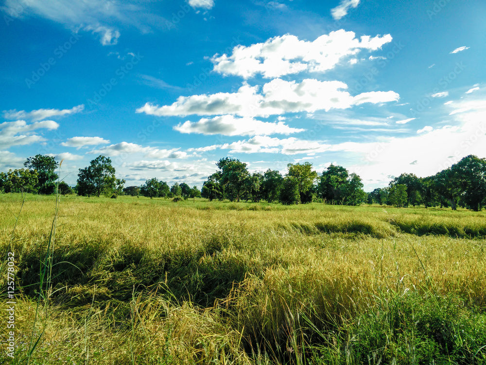 rice field with blue sky rice field with blue sky