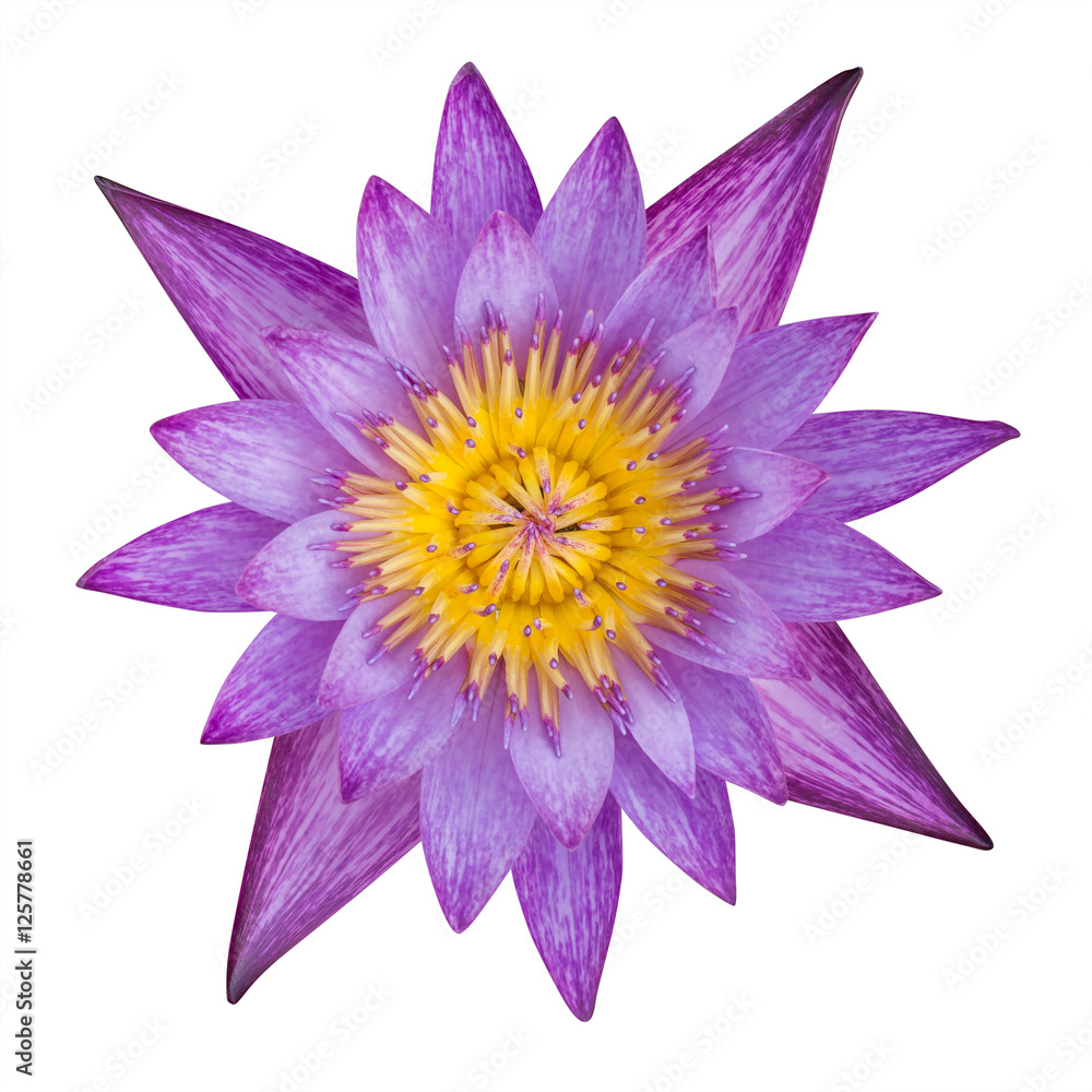 Lotus flower pink color on white background. have clipping path Lotus flower pink color on white background. have clipping path
