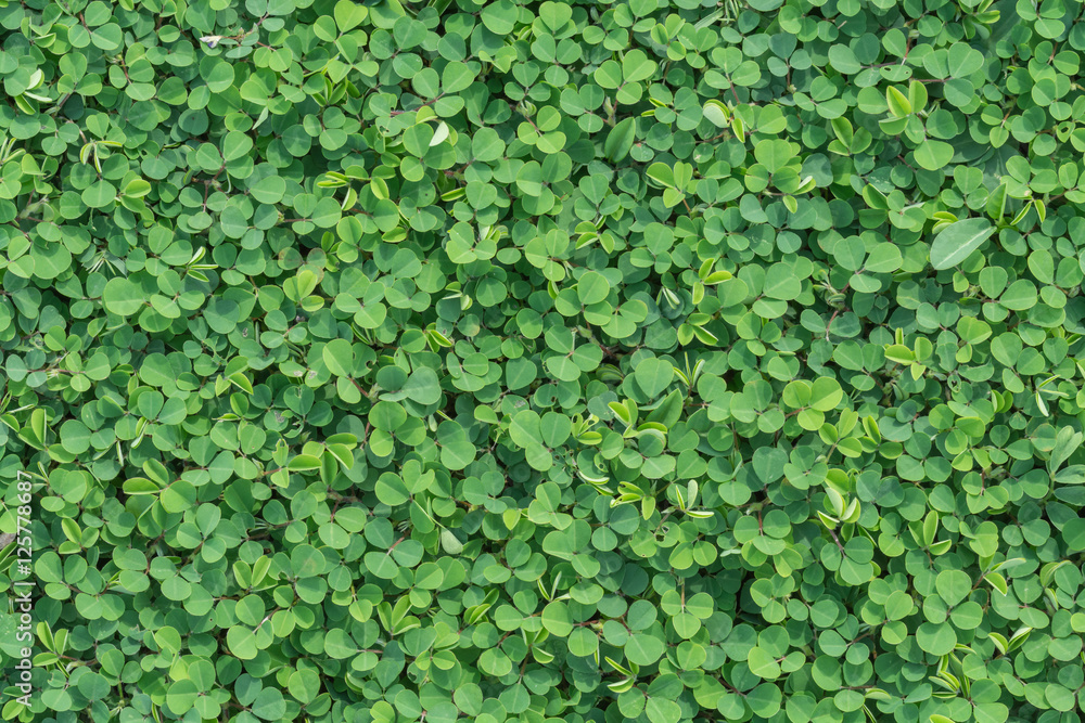 Green leaf pattern background Green leaf pattern background