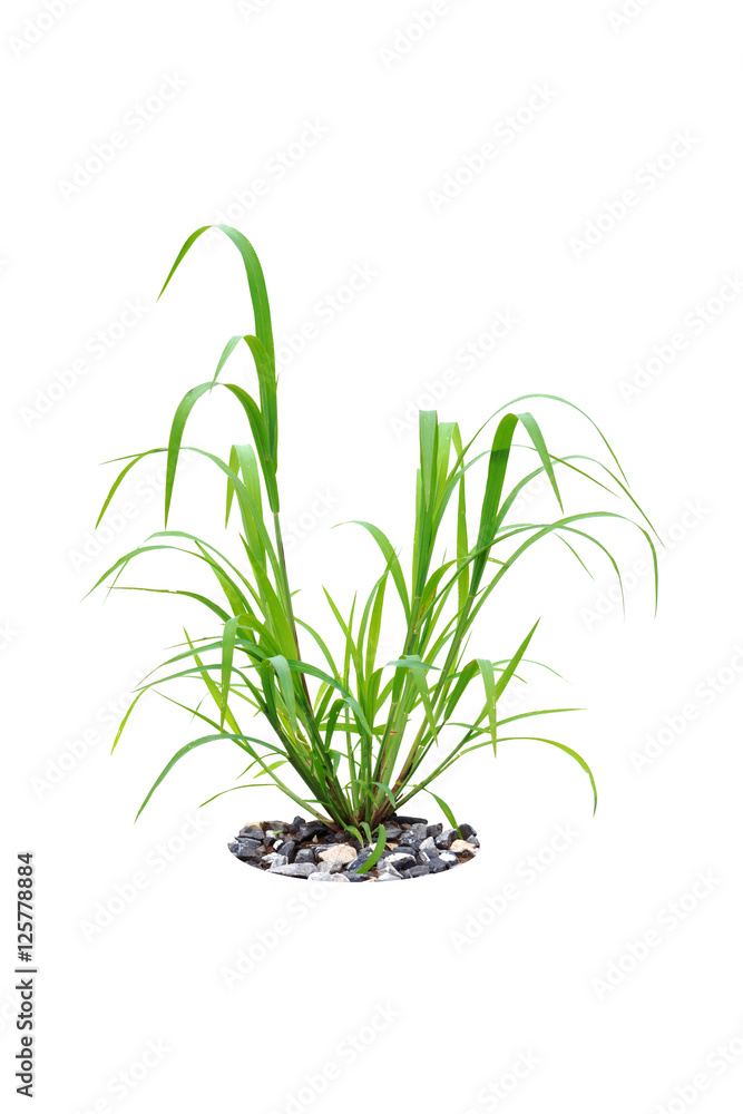 Fototapeta premium green grass isolated on white background with stone