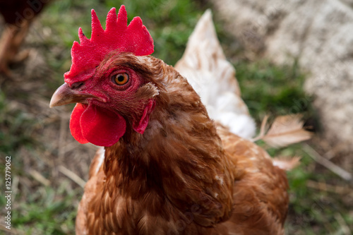 heritage chicken breed