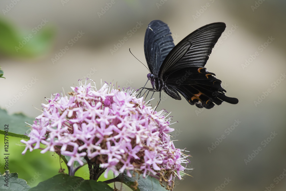 Fototapeta premium 꽃누리장나무꽃과 제비호랑나비