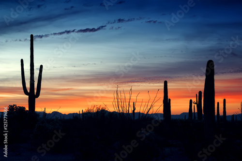 Before sunrise in the Organ Pipe Cactus National Monument, Arizo