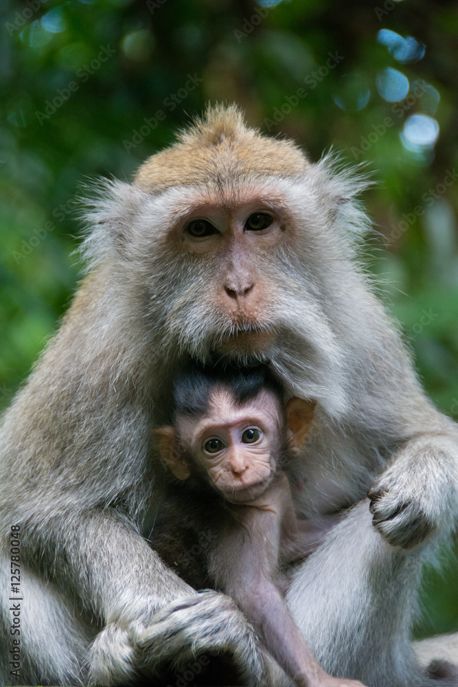 Monkey Forest, Bali, Indonesia