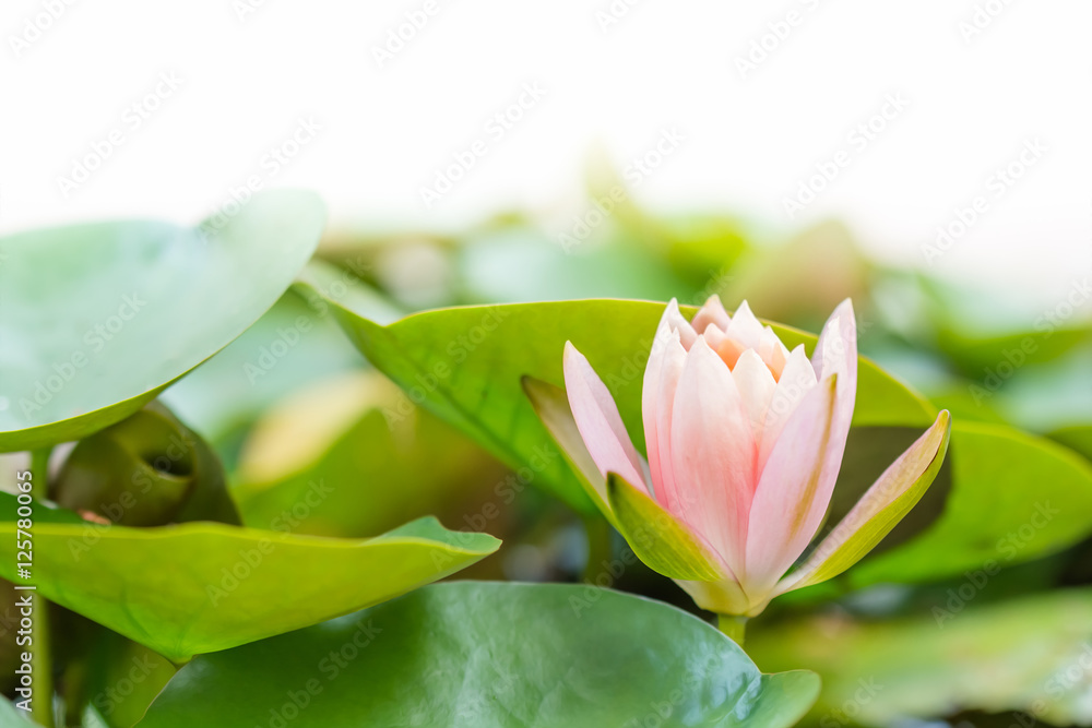 Lotus flower pink color Lotus flower pink color