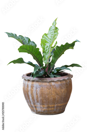 Interior and outside plant tree in a pot isolated on white backg