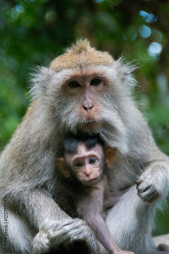 Monkey Forest, Bali, Indonesia © ericadelponte