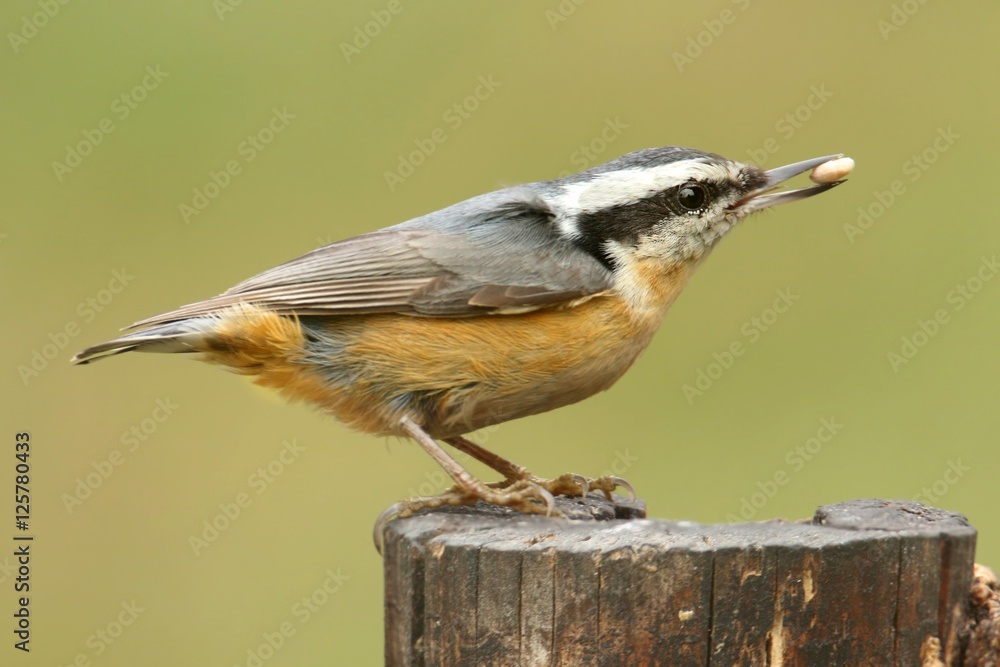 Obraz premium Red-breasted Nuthatch On A Perch