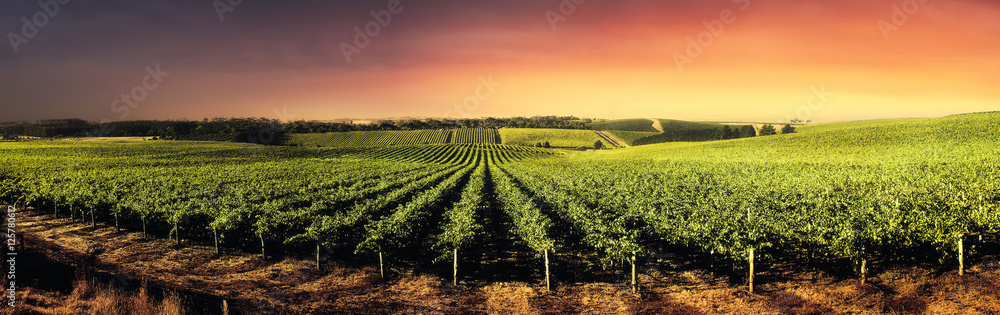 Fototapeta Oszałamiająca Sunset Vines