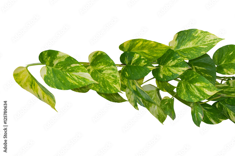 Foliage, The leaves are heart-shaped isolated on white backgroun Foliage, The leaves are heart-shaped isolated on white backgroun
