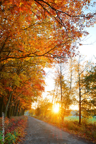 Beautiful Autumnal park. Nature scene with sunlight rays.