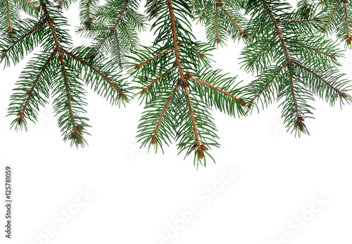 Spruce branches on white background
