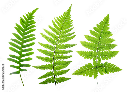 Set of green fern leaves isolated on white background