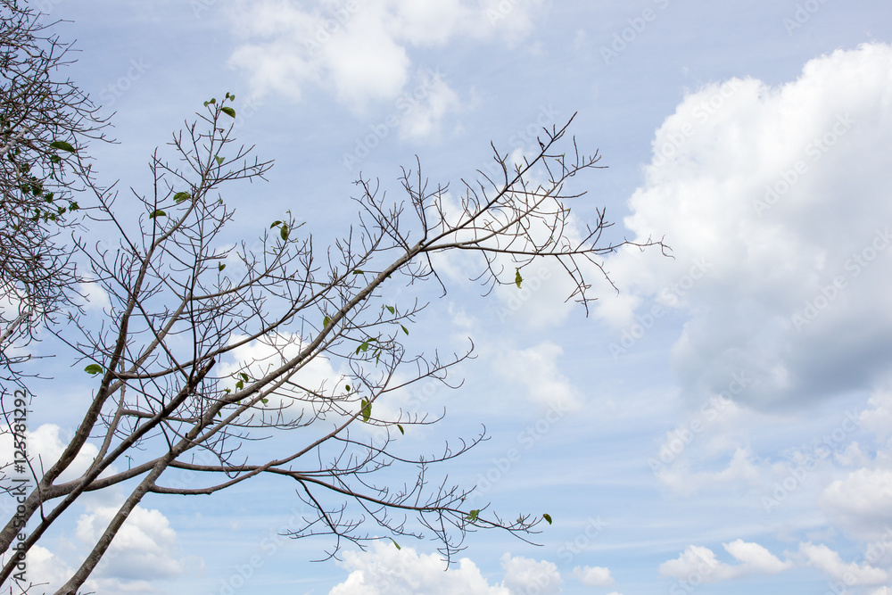 Branch of tree in sky background.