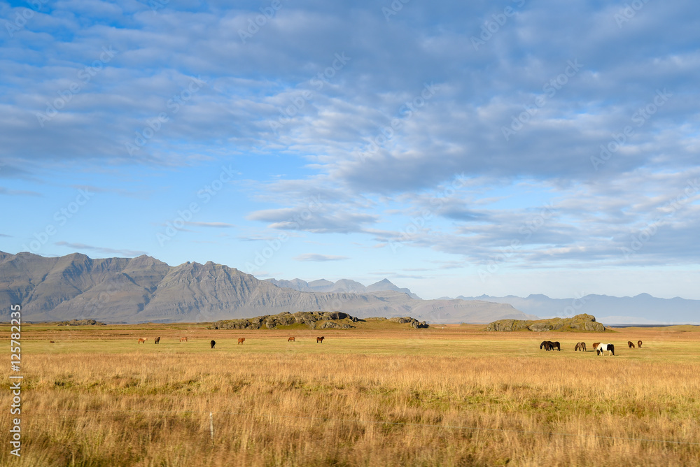 Beautiful landscape in summer of Iceland