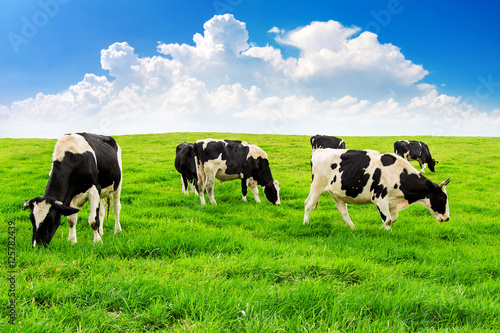 Cows on a green field and blue sky.