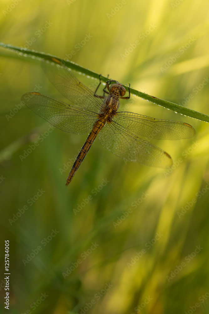 Dragonfly (Orthetrum coerulescens) on the grass with a dew on her wings. Dragonfly (Orthetrum coerulescens) on the grass with a dew on her wings.