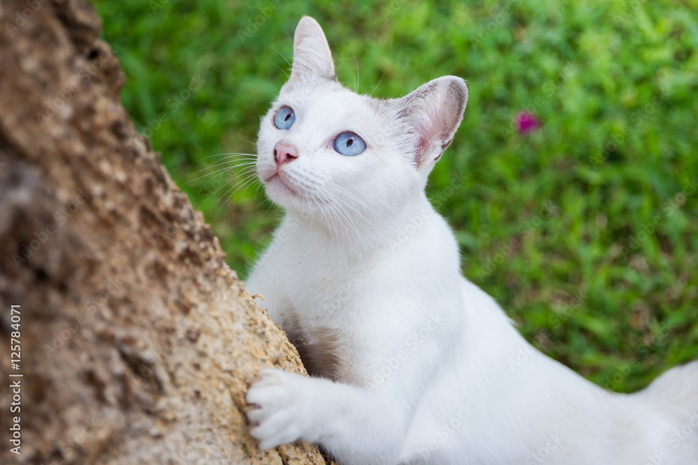 Portrait of a white cat with blue eyes close up. Portrait of a white cat with blue eyes close up.