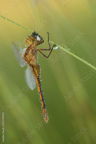 Dragonfly (Orthetrum coerulescens) on the grass with a dew on her wings. © kapros76