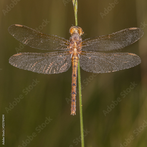 Dragonfly (Orthetrum coerulescens) on the grass with a dew on her wings.