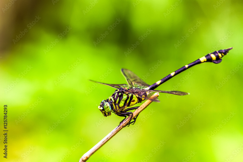Macrogompus matsukii dragonfly on nature background Macrogompus matsukii dragonfly on nature background