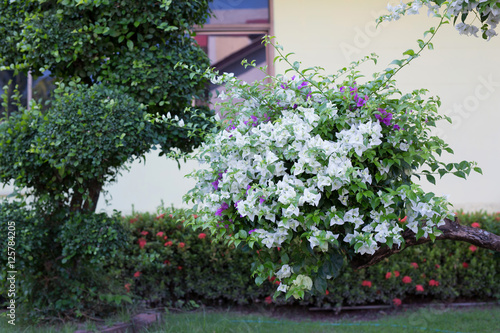 Fototapeta Naklejka Na Ścianę i Meble -  white bougainvillea flower in garden