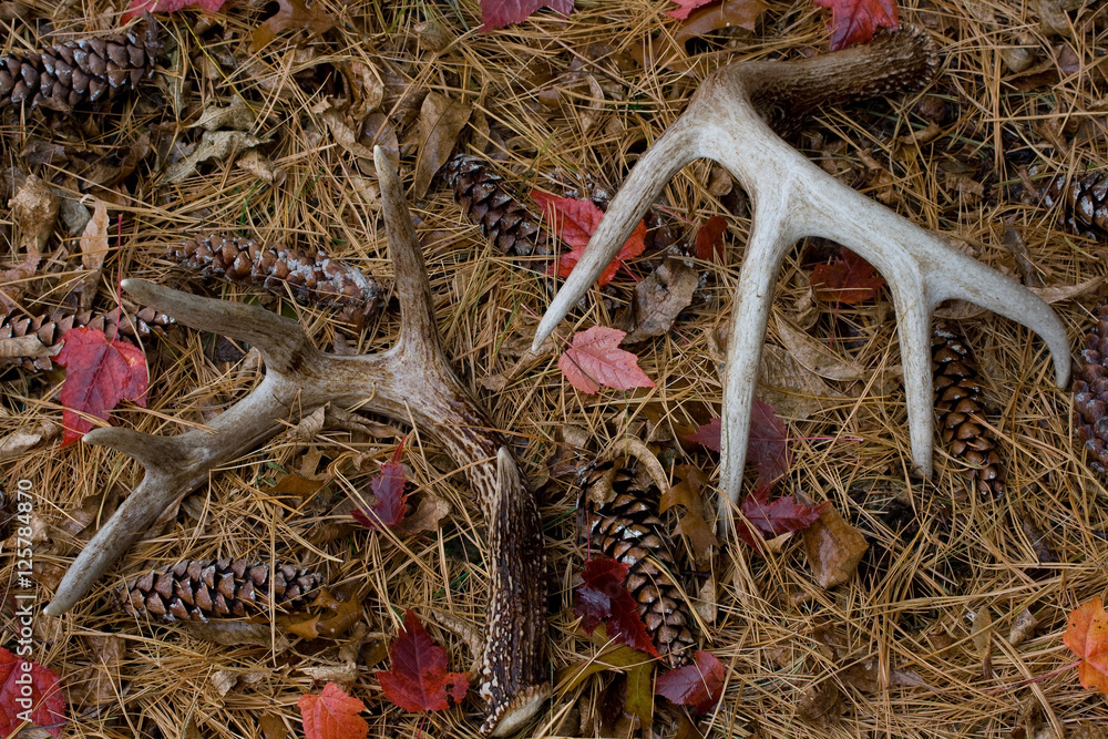 Fototapeta premium Shed Whitetail Deer Antlers in Pine Needles - Southeastern Minnesota - USA