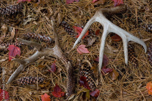 Shed Whitetail Deer Antlers in Pine Needles - Southeastern Minnesota - USA