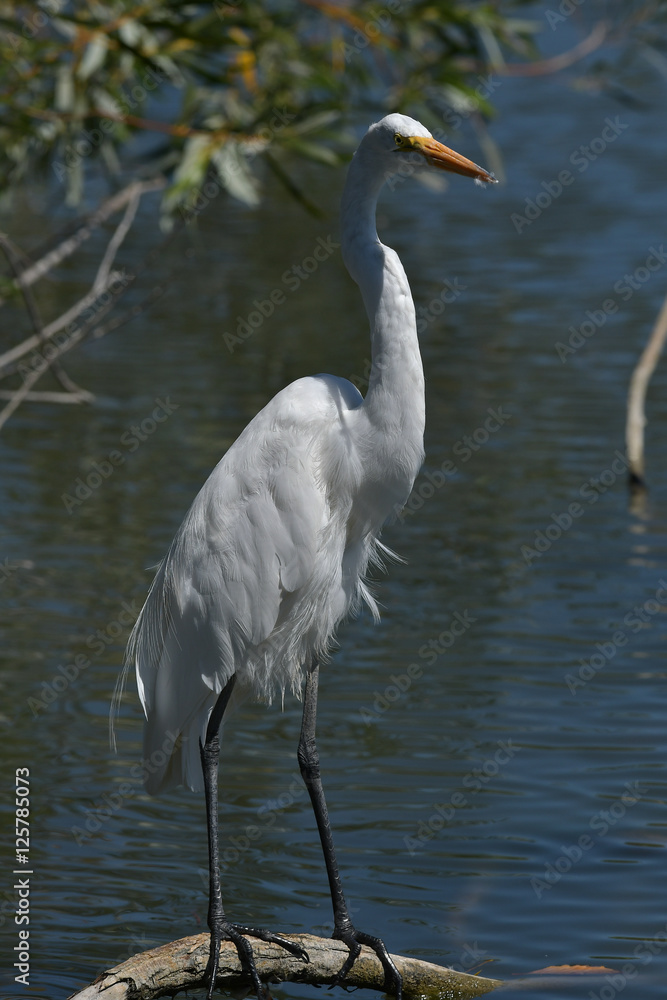 Great White Egret resting on branch in pond