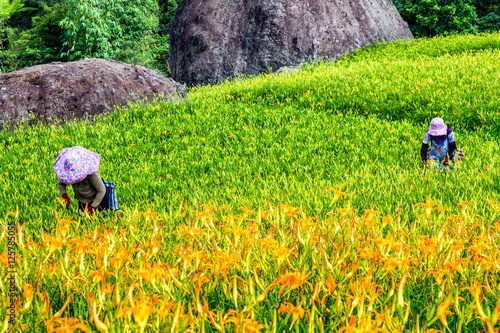 Fototapeta Naklejka Na Ścianę i Meble -  Farmer picking daylily flowers in Mountain