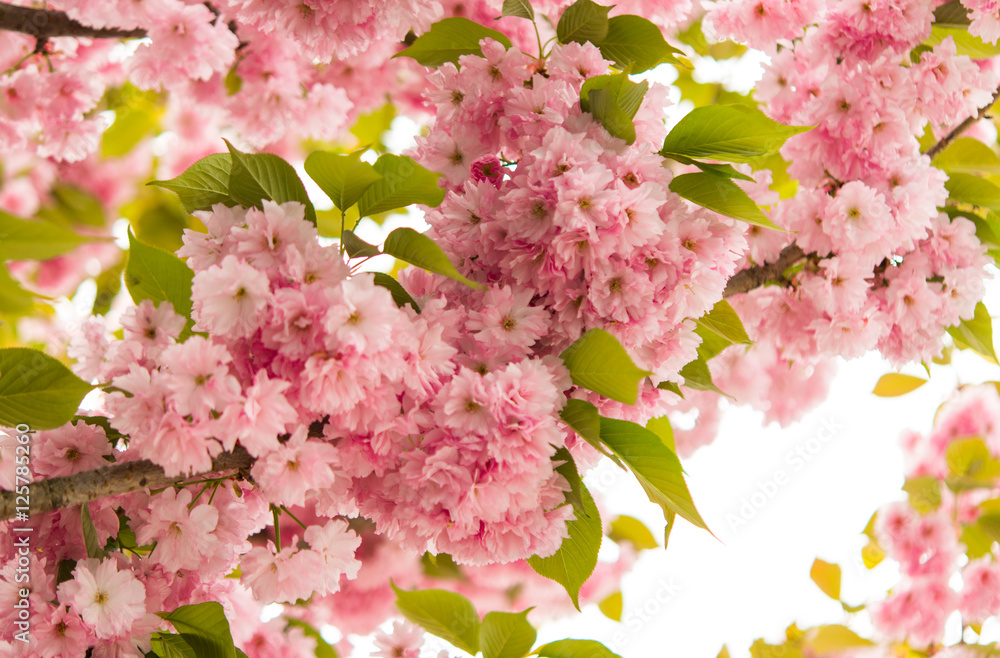 Naklejka premium Sakura flowers blooming.