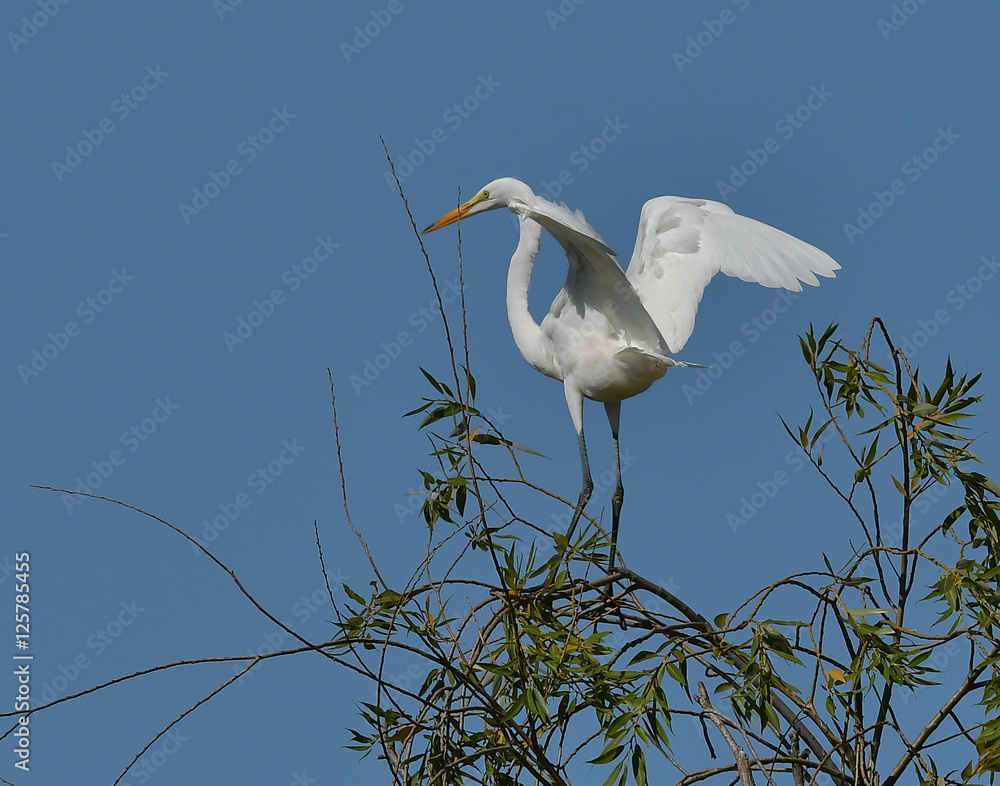 Great Egret on top of green bush in Central California Great Egret on top of green bush in Central California