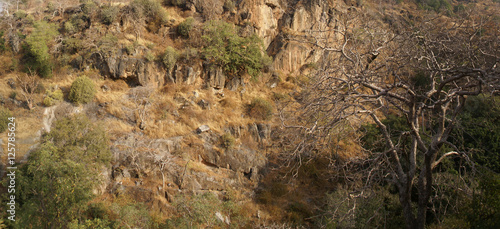 Rugged cliffs and scrubland forest   near Kumbhalgarh Fort in Rajasthan, India, Asia photo