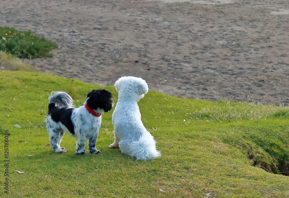 Naklejka premium dogs in park