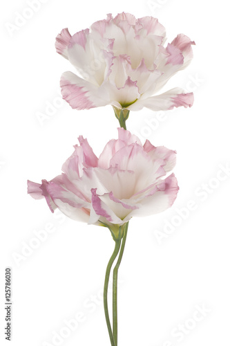 eustoma