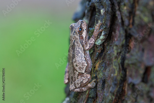 Frog climbing a tree