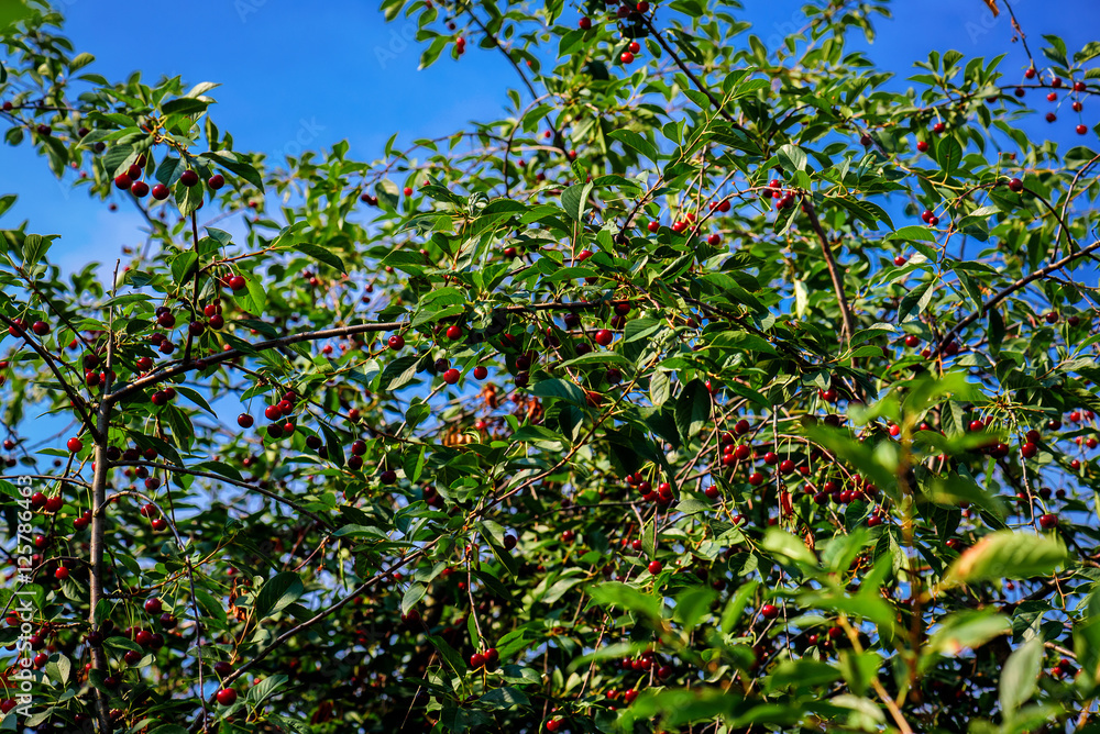 Cherry tree with ripe berries against the background of the blue sky in sunny day