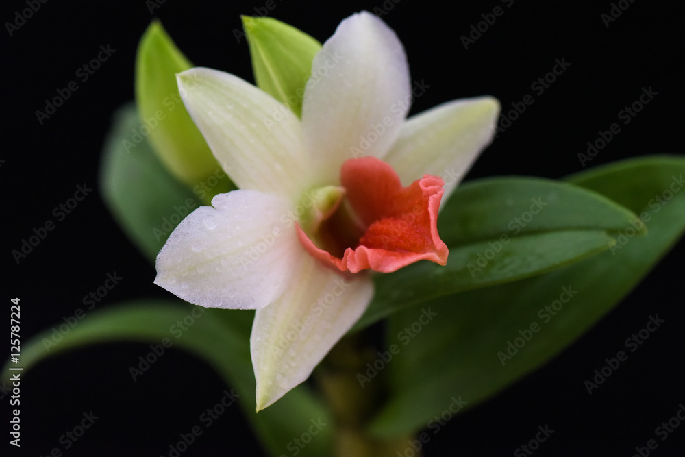 Obraz premium ラン デンドロビウム 