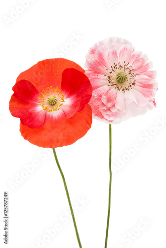 poppy flower