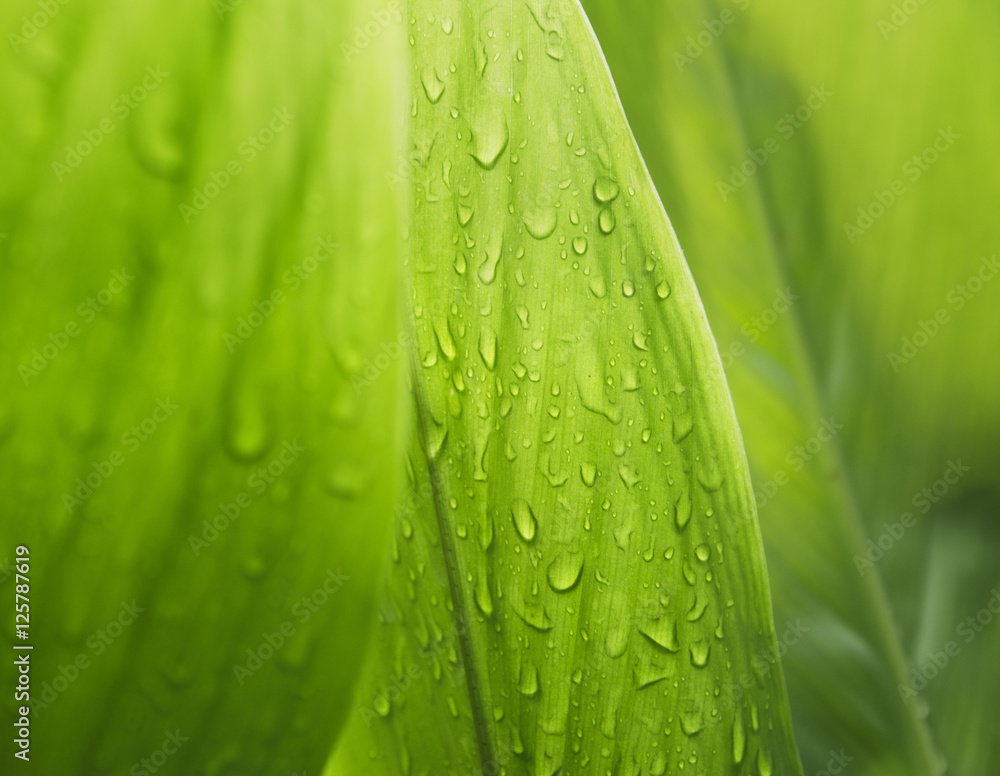 Fototapeta premium Green leaf with water droplets,Closeup.