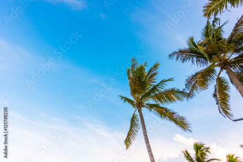Coconut tree over  blue sky .