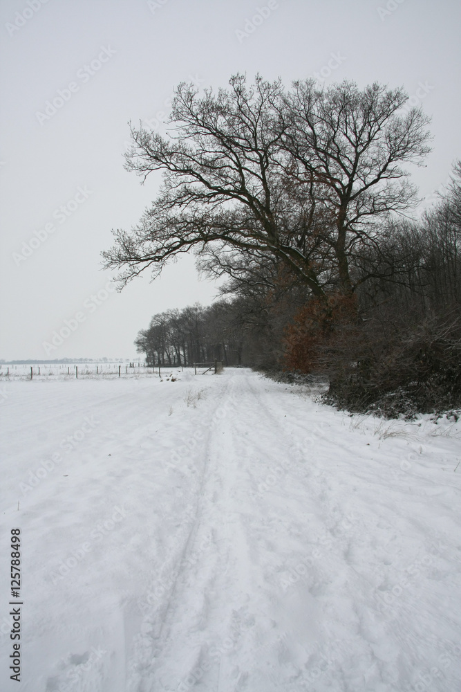 Fototapeta premium Winter im Wald